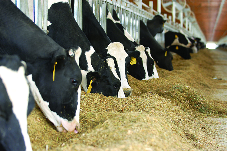 COVID-19's Impact on Animal Feed Industry